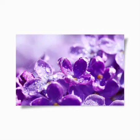 Poster lilas en rosée matinale – Wallnifity®
