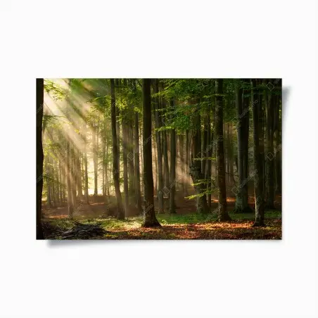 Poster forêt enchantée au lever du soleil – Wallnifity®