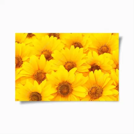 Poster éclat de tournesols jaunes – Wallnifity®