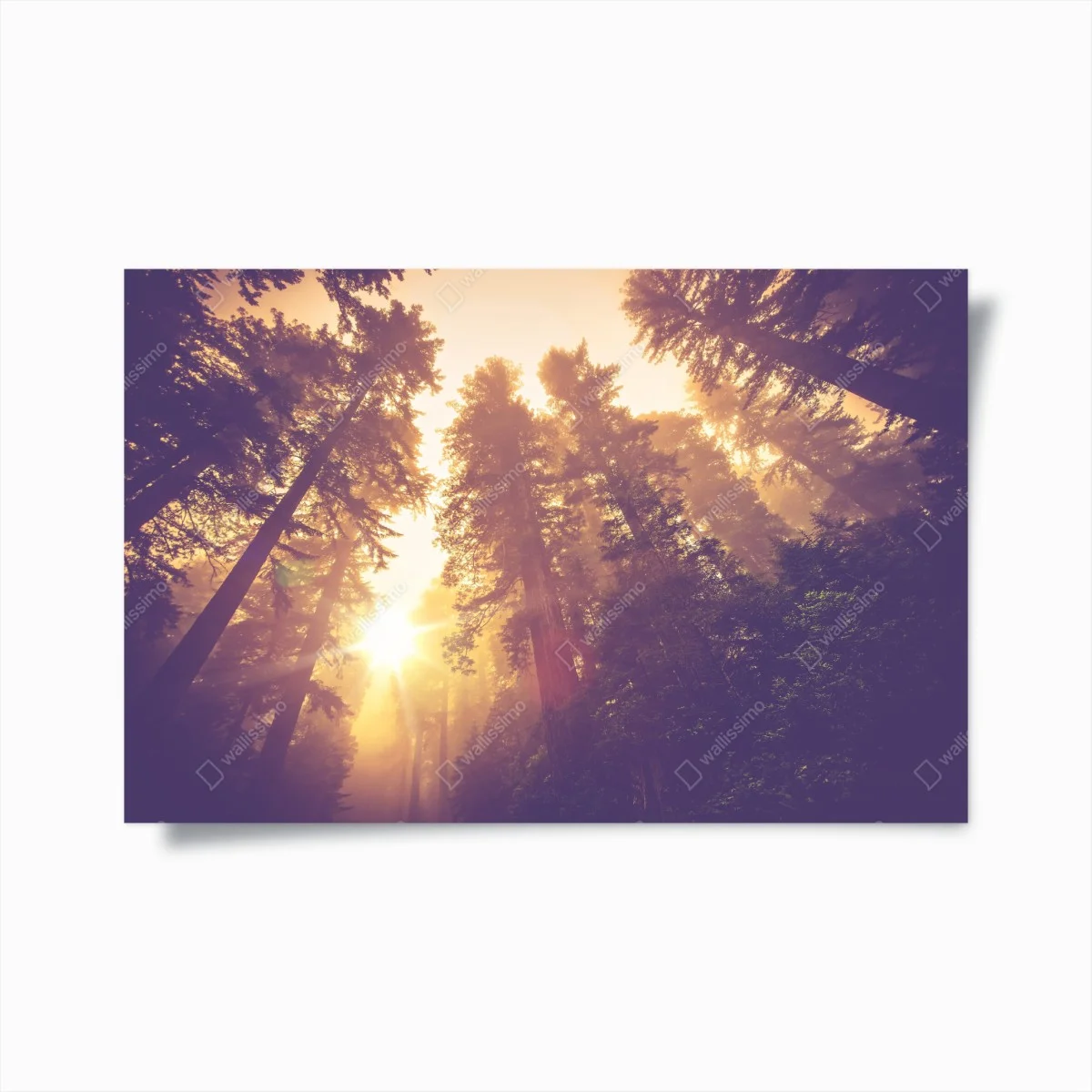 Poster forêt brumeuse aux rayons dorés – Wallnifity® Poster forêt brumeuse aux rayons dorés – Wallnifity®