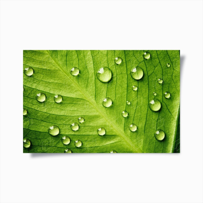Feuilles – Wallnifity®