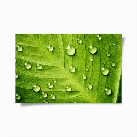 Poster gouttes sur feuille verte en gros plan – Wallnifity®