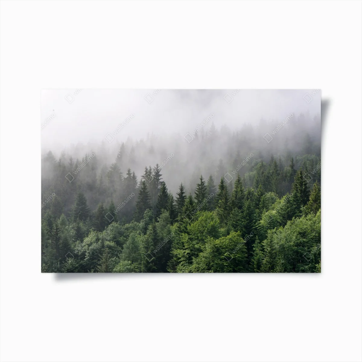 Poster brume mystérieuse sur la forêt de conifères – Wallnifity® Poster brume mystérieuse sur la forêt de conifères – Wallnifity®