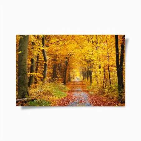 Poster chemin d'automne en forêt dorée – Wallnifity®