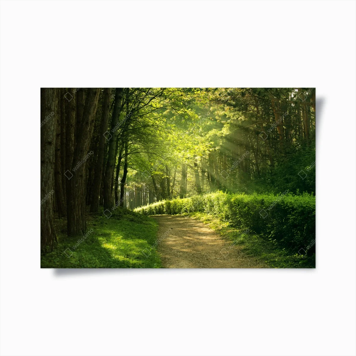 Poster sentier en forêt baigné de lumière – Wallnifity® Poster sentier en forêt baigné de lumière – Wallnifity®