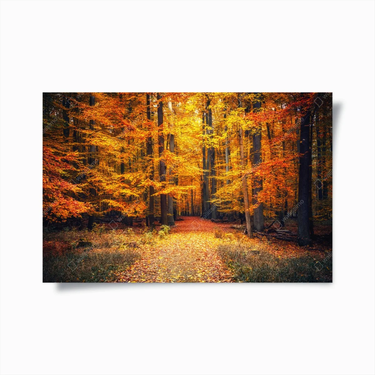 Poster forêt d'automne en lumière dorée – Wallnifity® Poster forêt d'automne en lumière dorée – Wallnifity®