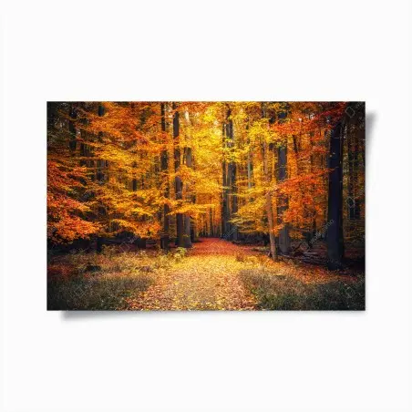 Poster forêt d'automne en lumière dorée – Wallnifity®