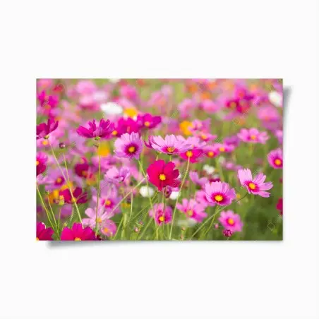 Poster champ de cosmos roses en fleurs – Wallnifity®