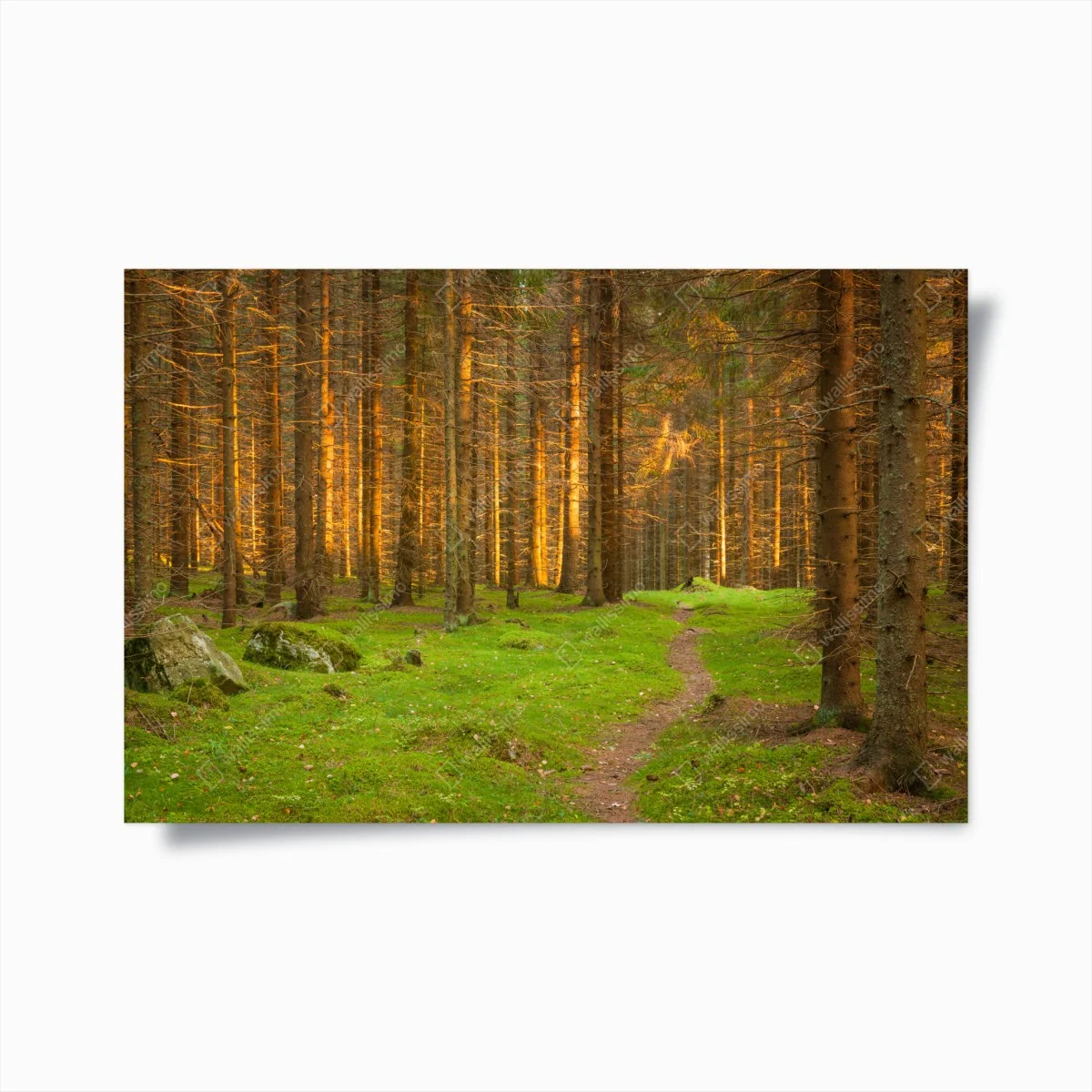 Poster lumière dorée dans la forêt de sapins – Wallnifity® Poster lumière dorée dans la forêt de sapins – Wallnifity®