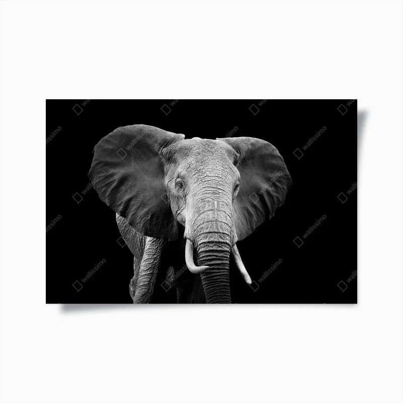 Animaux – Wallnifity®