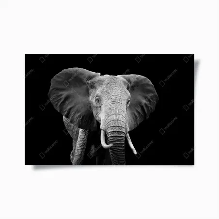 Poster portrait d'éléphant en noir et blanc – Wallnifity®