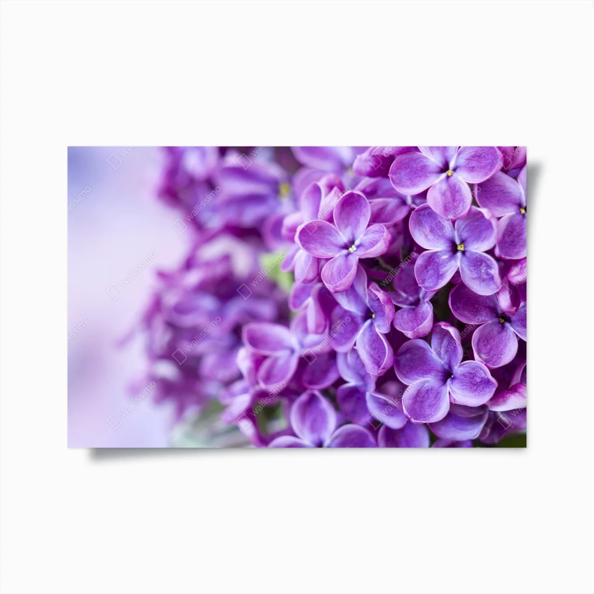 Poster lilas violets en gros plan – Wallnifity® Poster lilas violets en gros plan – Wallnifity®