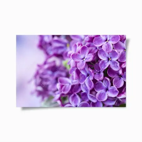 Poster lilas violets en gros plan – Wallnifity®
