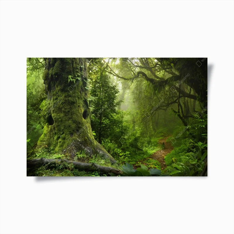 Forêts – Wallnifity®