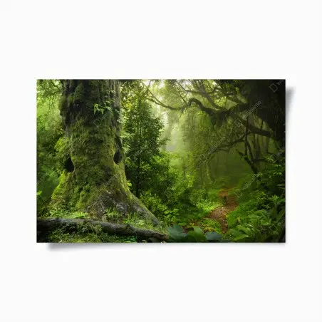 Poster forêt enchantée au lever de brume – Wallnifity®