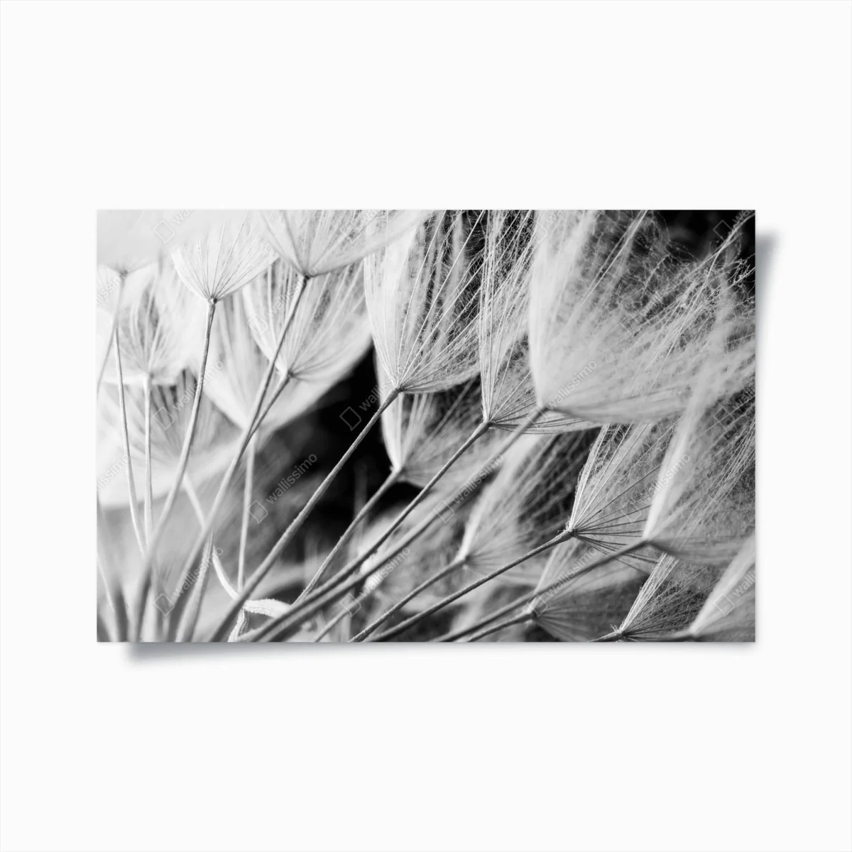 Poster plumes de pissenlit en noir et blanc – Wallnifity® Poster plumes de pissenlit en noir et blanc – Wallnifity®