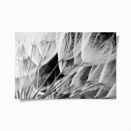 Poster plumes de pissenlit en noir et blanc – Wallnifity®