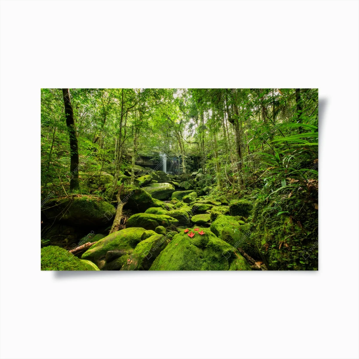 Poster cascade et mousse verte dans la forêt tropicale – Wallnifity® Poster cascade et mousse verte dans la forêt tropicale – Wallnifity®