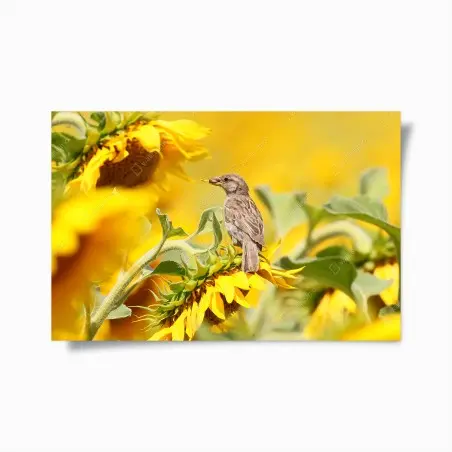 Poster moineau sur tournesol lumineux – Wallnifity®