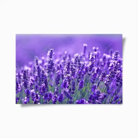 Poster champ de lavande en gros plan, ambiance provençale – Wallnifity®