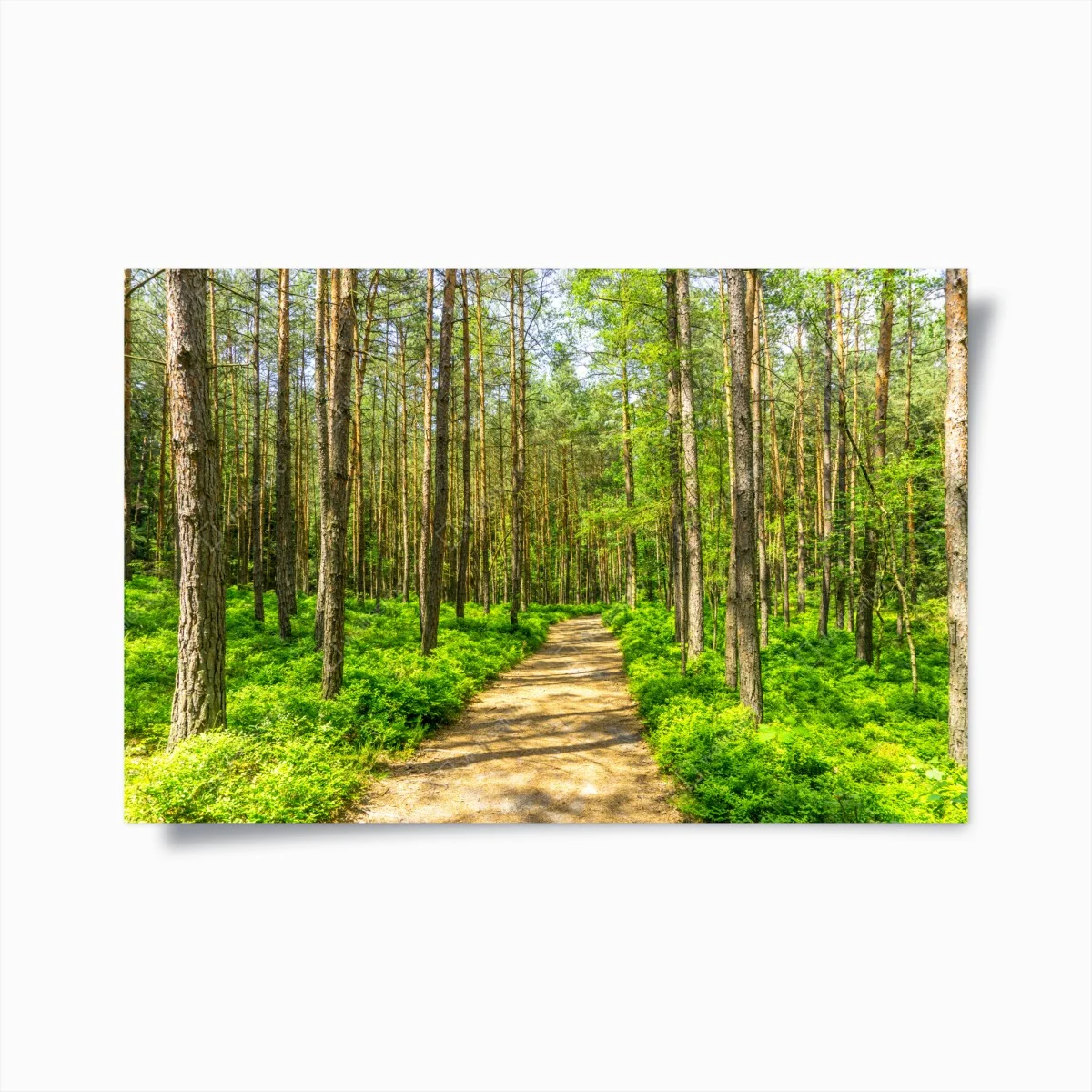 Poster chemin en forêt verdoyante – Wallnifity® Poster chemin en forêt verdoyante – Wallnifity®
