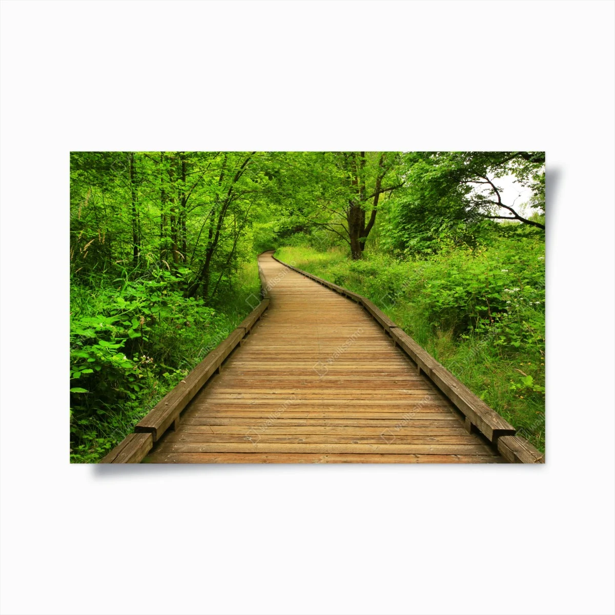 Poster sentier en bois verdoyant – Wallnifity® Poster sentier en bois verdoyant – Wallnifity®