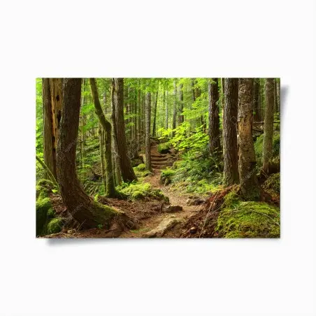 Poster sentier enchanté en forêt verdoyante – Wallnifity®