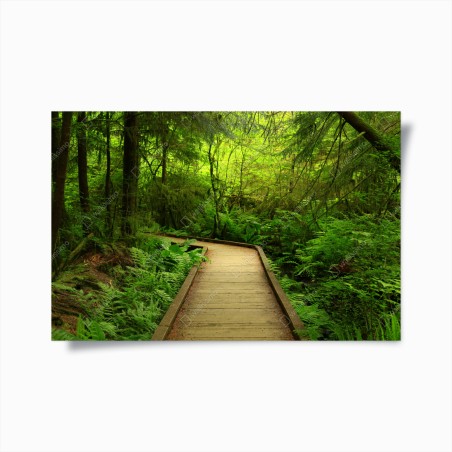Poster sentier boisé baigné de verdure – Wallnifity®