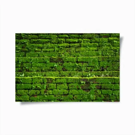 Poster mousse verte sur briques anciennes – Wallnifity®