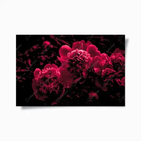 Poster pivoines rouge profond sur fond noir – Wallnifity®