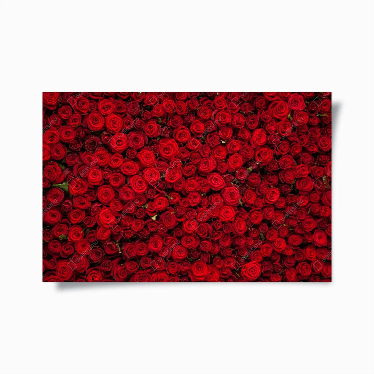 Poster mur de roses rouges intenses – Wallnifity® Poster mur de roses rouges intenses – Wallnifity®