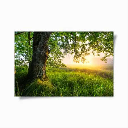 Poster sous le grand chêne au lever du soleil – Wallnifity®