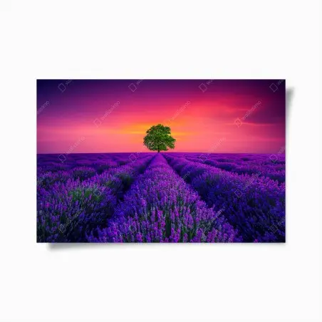 Poster champ de lavande et arbre solitaire au coucher de soleil – Wallnifity®