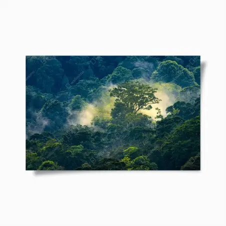 Poster canopée tropicale embrumée baignée de lumière – Wallnifity®