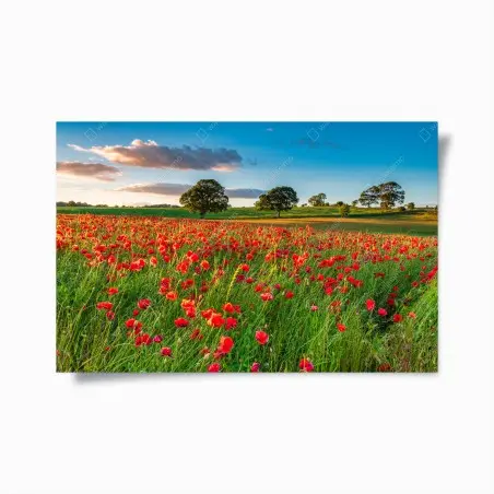 Poster champ de coquelicots près de Corbridge – Wallnifity®