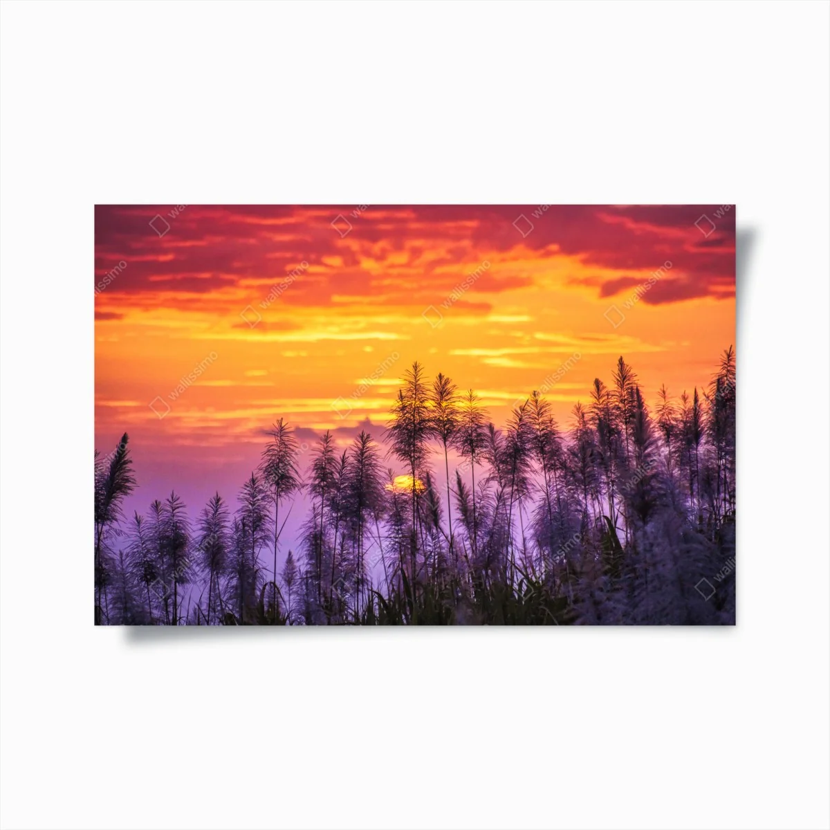 Poster crépuscule doré derrière les pampas – Wallnifity® Poster crépuscule doré derrière les pampas – Wallnifity®