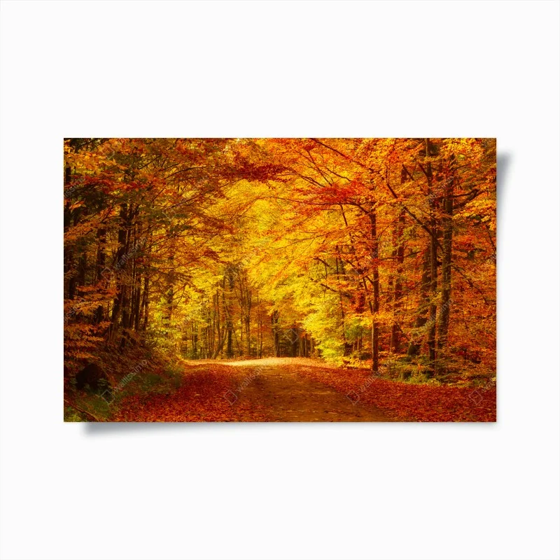 Forêts – Wallnifity®