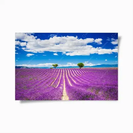 Poster champ de lavande en Provence – Wallnifity®