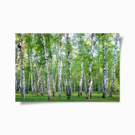 Poster forêt de bouleaux en été – Wallnifity®