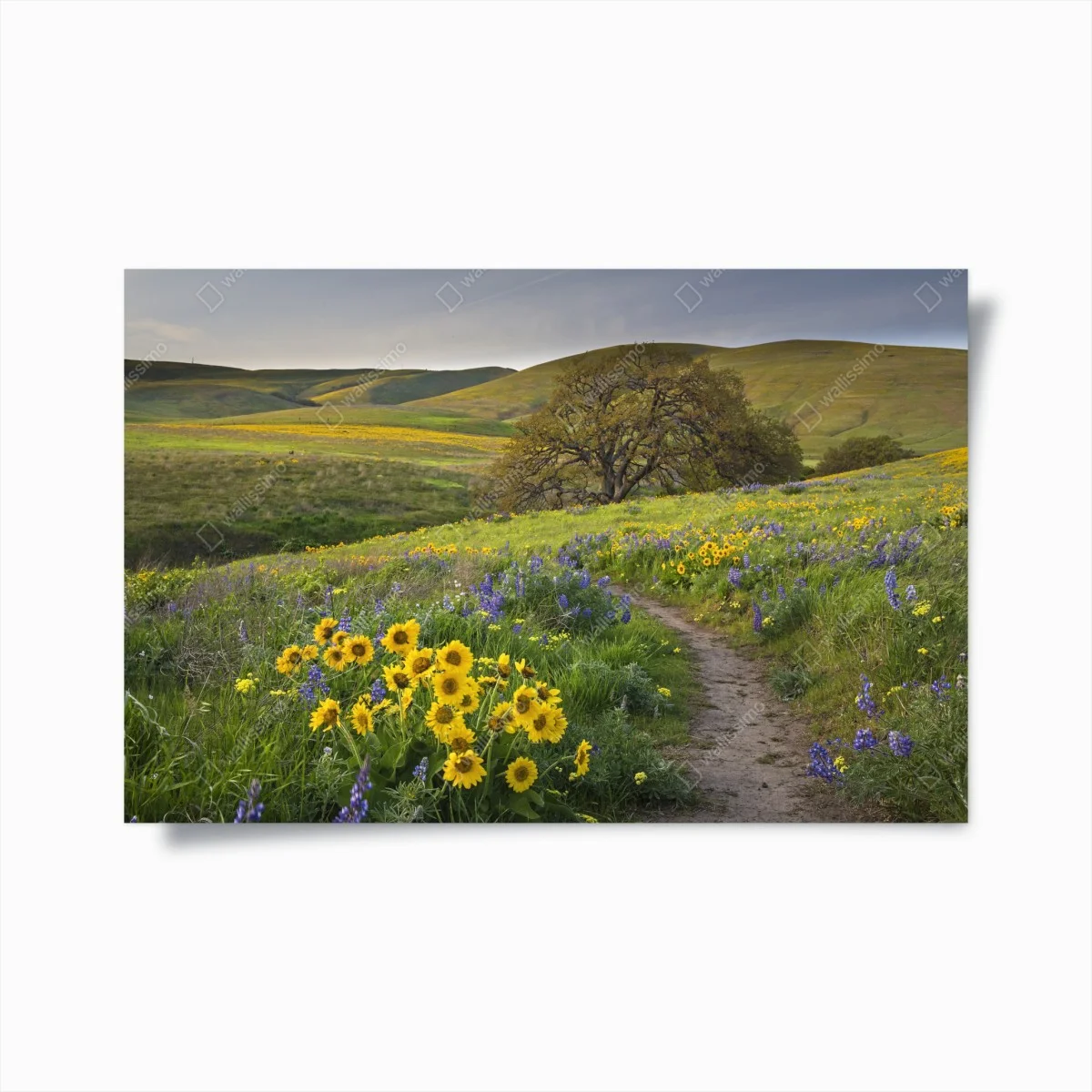 Poster sentier fleuri sous les collines dorées – Wallnifity® Poster sentier fleuri sous les collines dorées – Wallnifity®