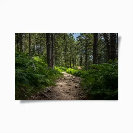 Poster chemin forestier verdoyant – Wallnifity®