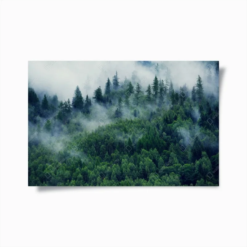 Forêts – Wallnifity®