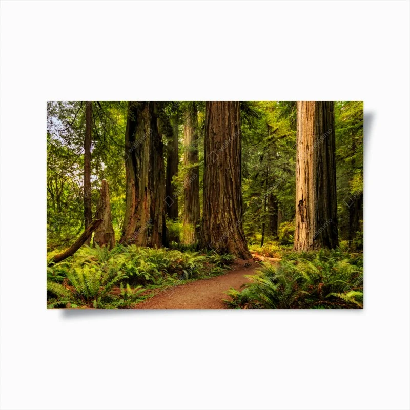 Forêts – Wallnifity®
