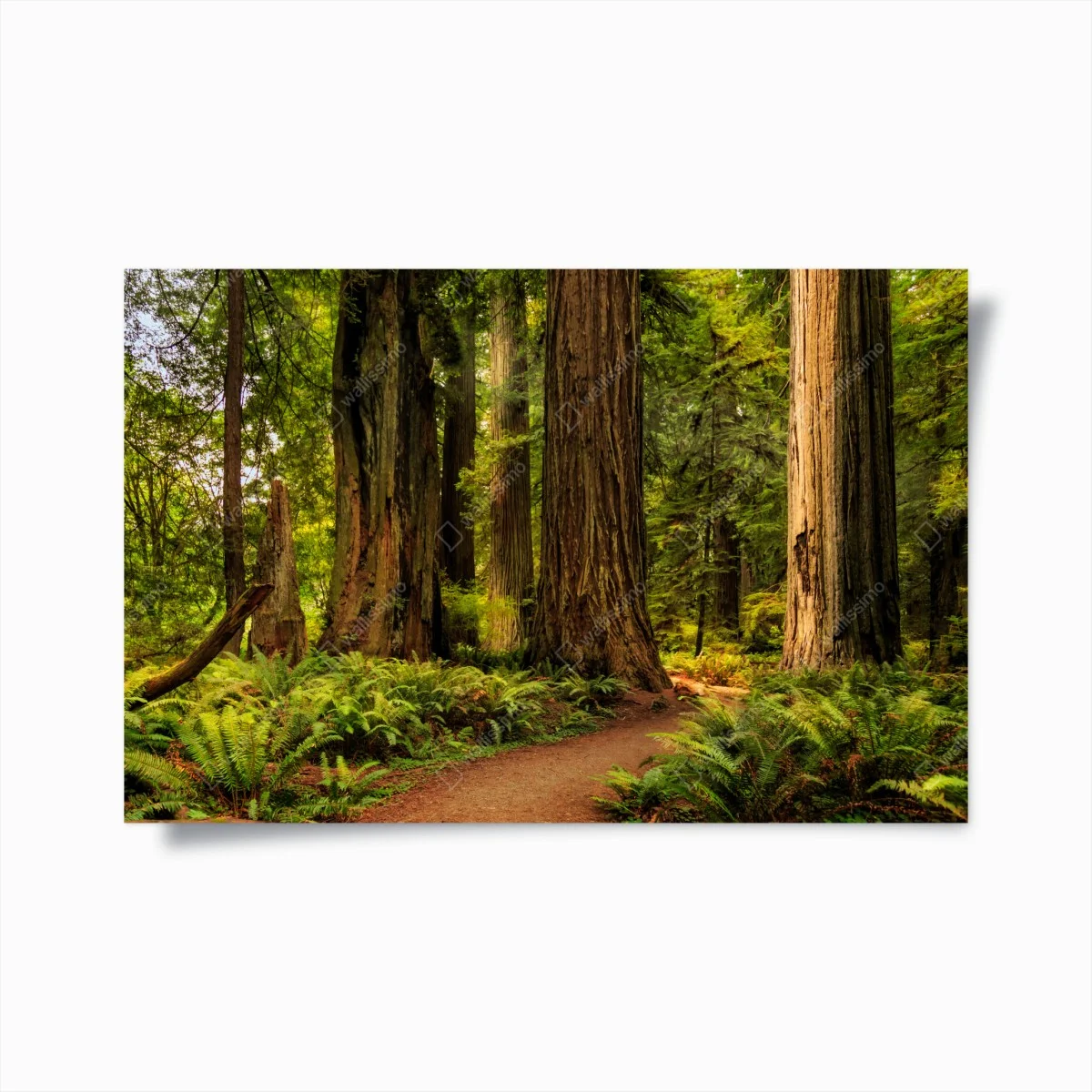 Poster promenade sous les séquoias de Californie – Wallnifity® Poster promenade sous les séquoias de Californie – Wallnifity®