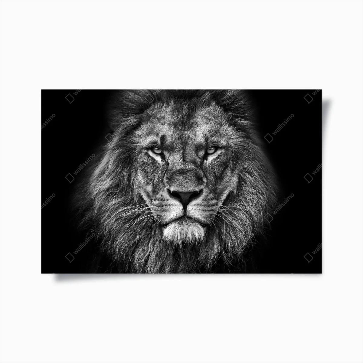 Poster regard de lion majestueux en noir et blanc – Wallnifity® Poster regard de lion majestueux en noir et blanc – Wallnifity®