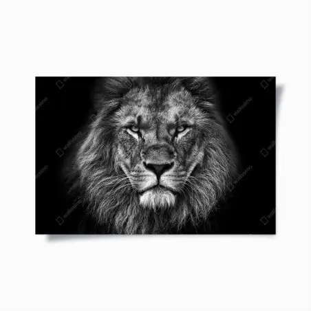 Poster regard de lion majestueux en noir et blanc – Wallnifity®