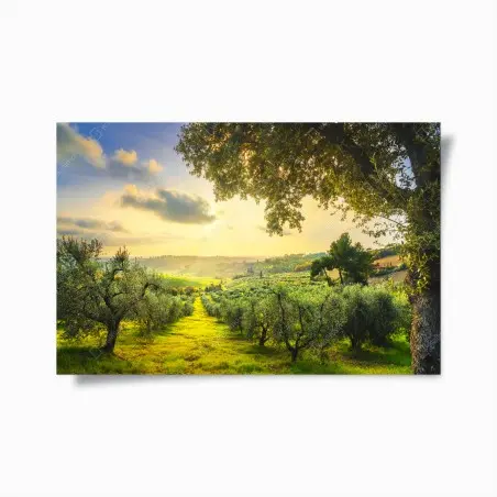 Poster oliveraie au coucher de soleil en Toscane – Wallnifity®