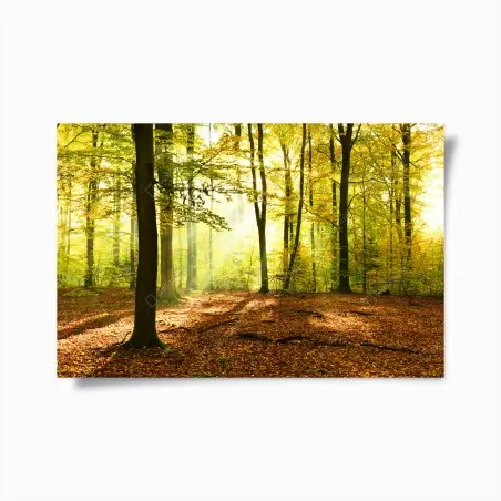 Poster forêt d'automne baignée de lumière – Wallnifity®