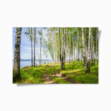 Poster clairière de bouleaux au bord du lac – Wallnifity®
