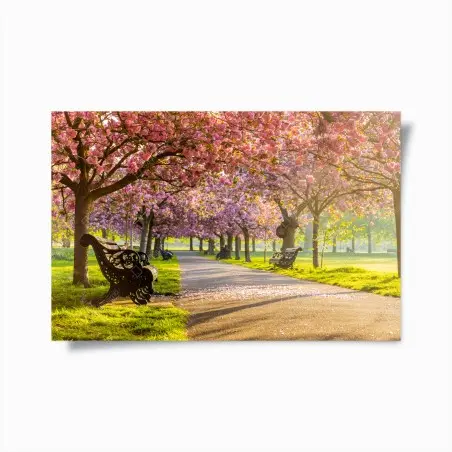 Poster promenade sous les cerisiers en fleurs – Wallnifity®